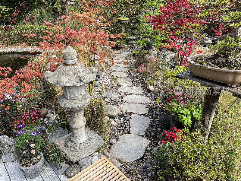 日本元素的花园中的踏脚石路径图像，以花岗岩灯笼、竹子、鹅卵石、盆景和日本枫树(槭树)为特色