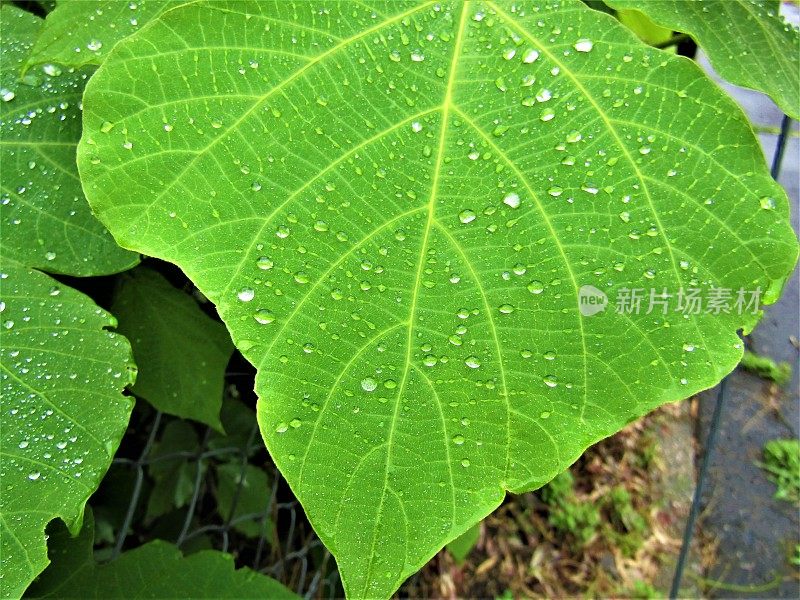 日本。7月。下雨的季节。