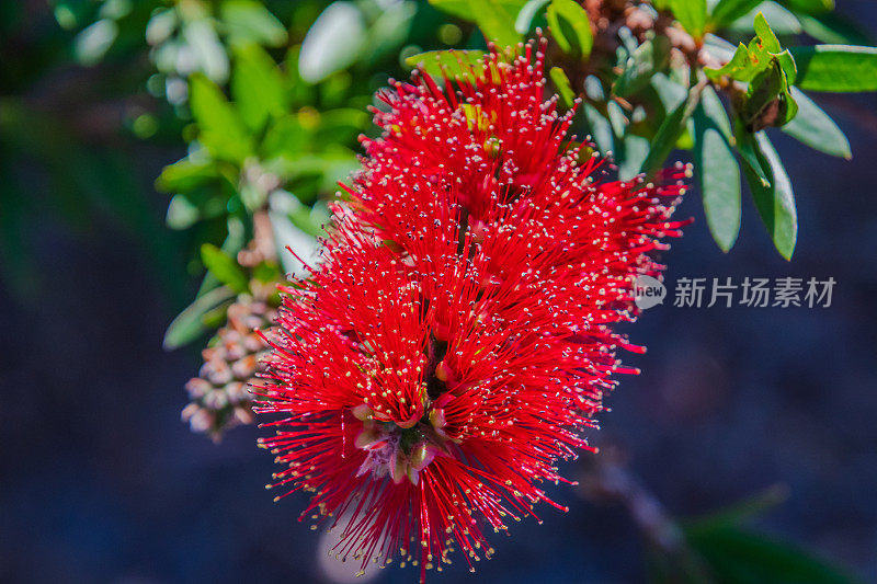 澳大利亚本土的灌木，开花的红瓶灌木