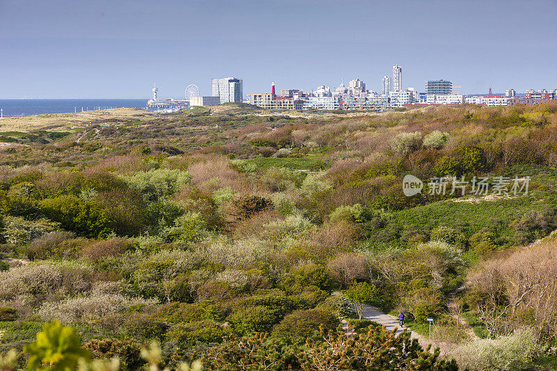 沿着海牙海岸的Westduinpark沙丘，背景是斯海弗宁根海滨度假胜地的天际线