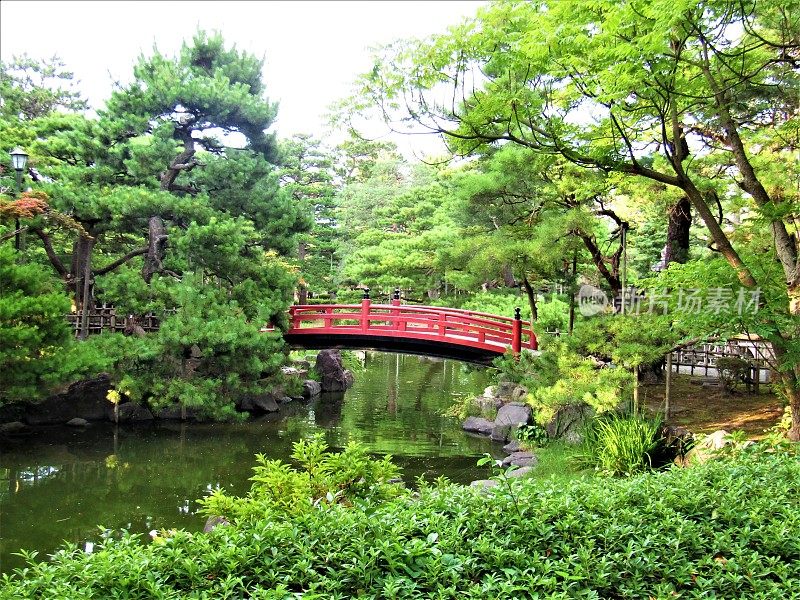 日本。8月。美丽的日本花园中的池塘、红桥和松树。