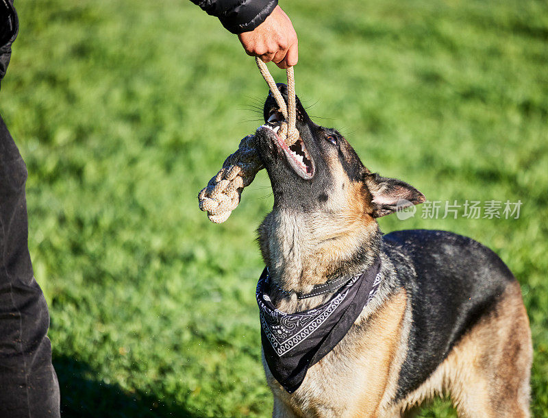 一个男人在公园里和他可爱的德国牧羊犬玩耍