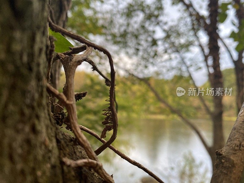 靠近池塘的树干上的小树枝