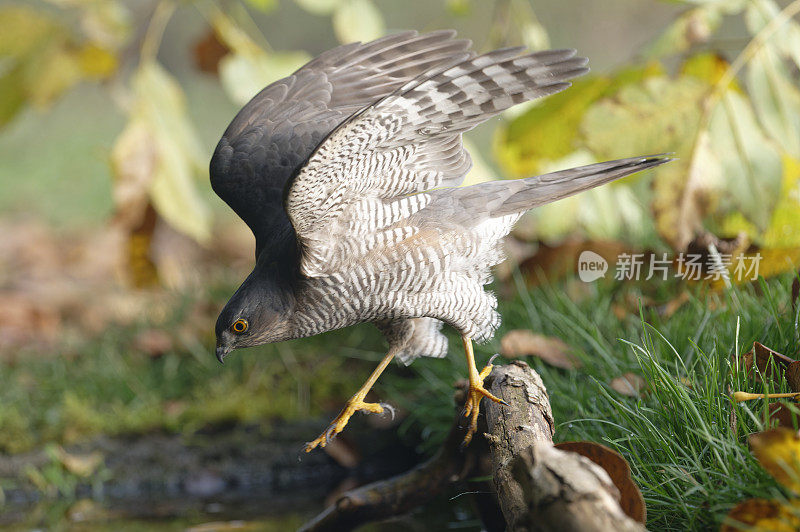 雌雀鹰(鹰属)