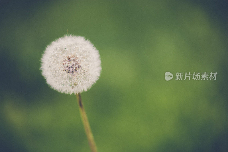 蒲公英的花