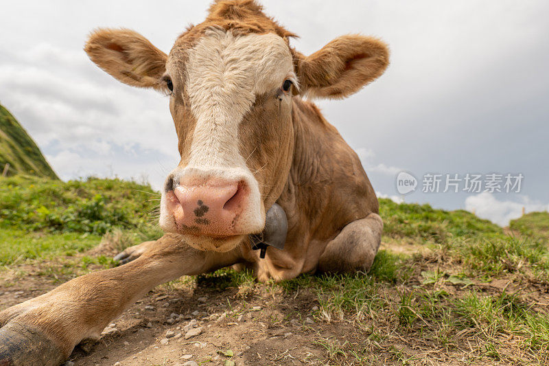 这是在瑞士高寒草甸上放松的牛的画像