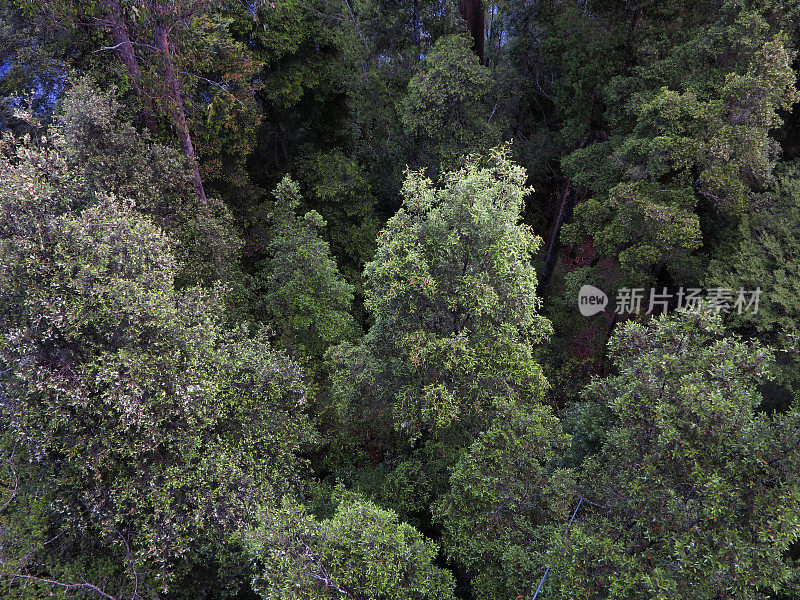 澳大利亚塔斯马尼亚热带雨林户外荒野树冠