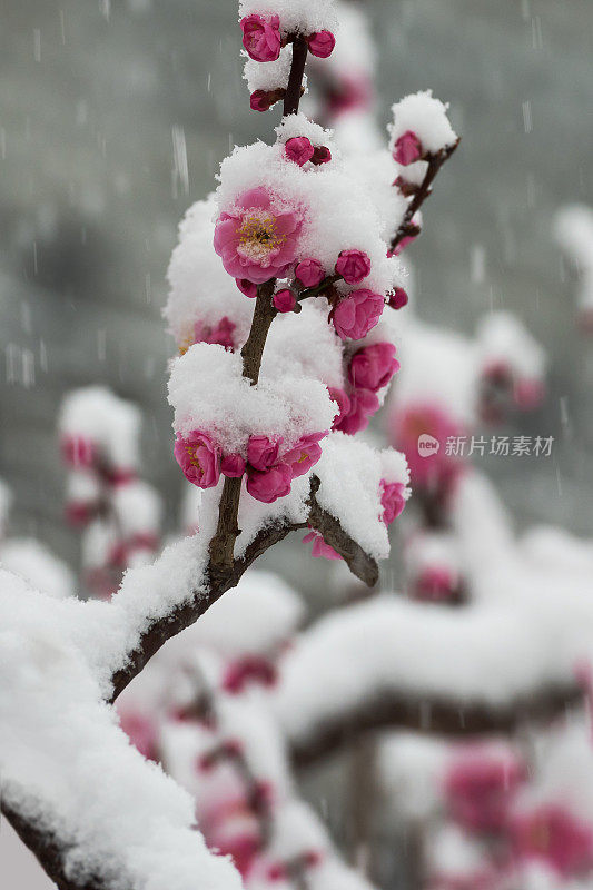 梅花在春天的雪地里盛开