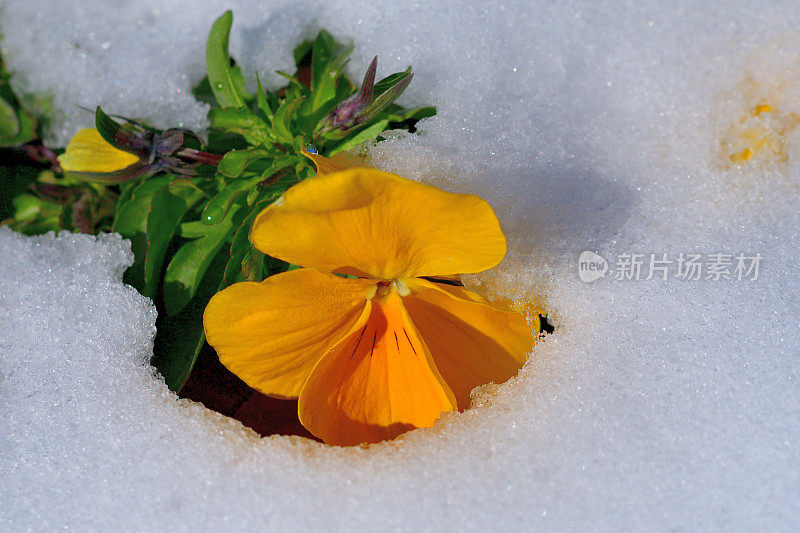 雪中的冬花:三色堇