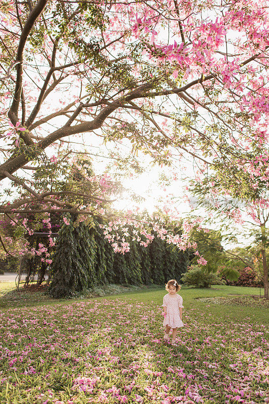 在南佛罗里达，一个两岁的小女孩穿着粉红色的花裙子，在一棵神奇的粉红色丝线树下盛开