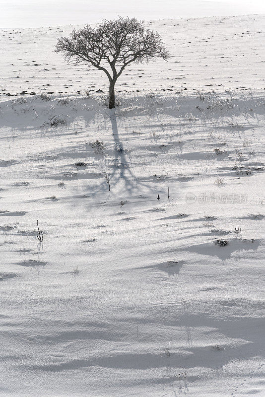 孤独的树和冬天孤独树的影子