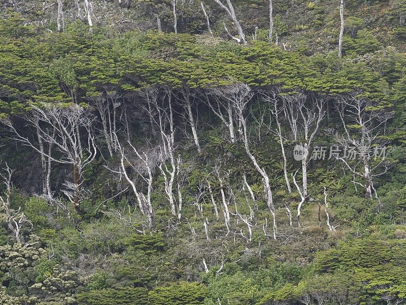 智利南部的南部山毛榉树