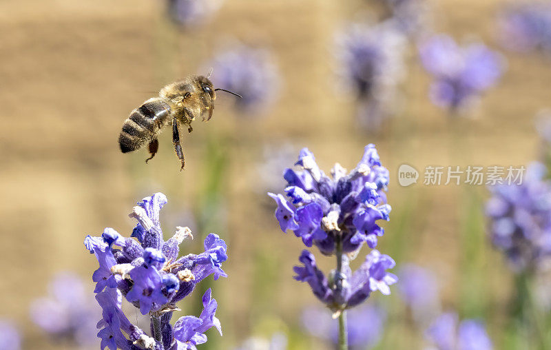 采集花蜜的蜜蜂