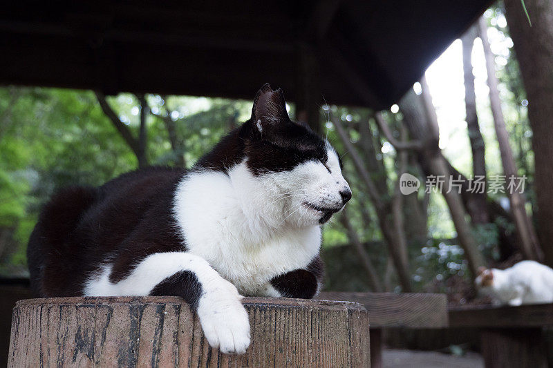 流浪猫在长椅上放松的画面