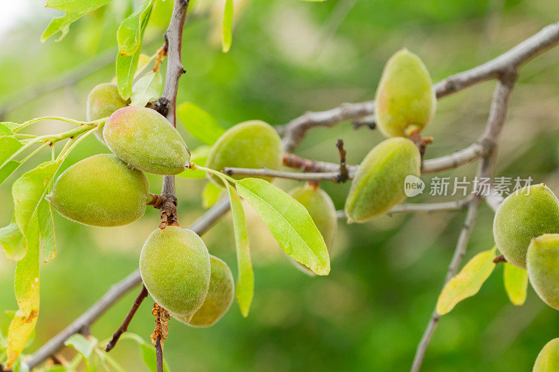 希腊莱姆诺斯乡村农场上的一棵杏树