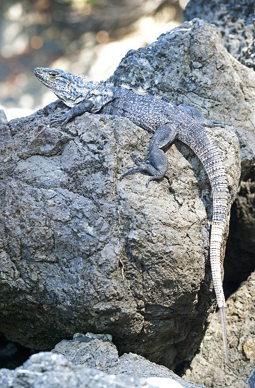 哥斯达黎加曼纽尔·安东尼奥，警惕的鬣蜥在海岸岩石上保持警惕