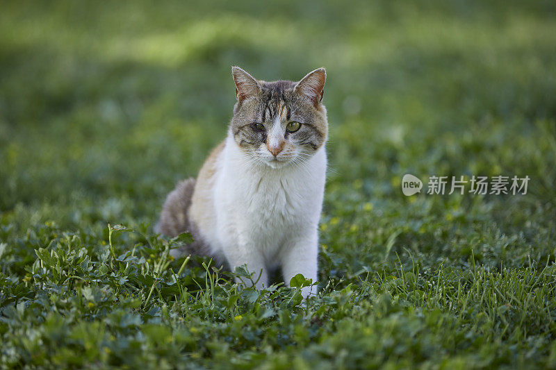 一只眼睛残疾、双目失明的流浪猫在公园草地上漫步