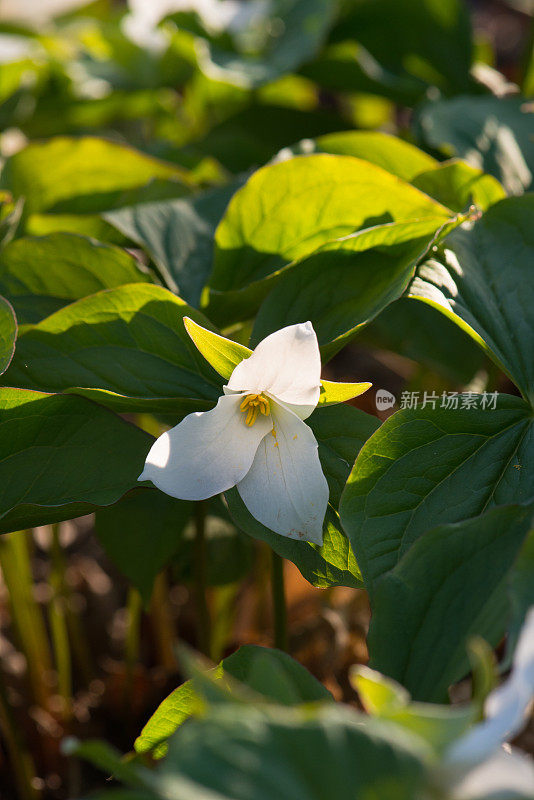 一种叫Trillium的安大略省花，五月初在安大略省南部的自然栖息地