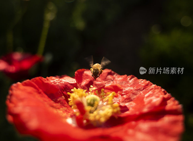 阳光下的大片鲜花