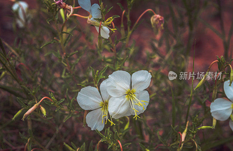 沙漠之花