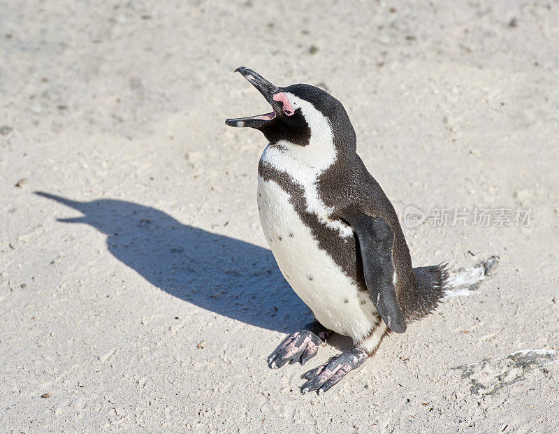 南非博尔德斯海滩的黑脚企鹅