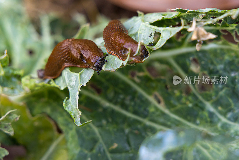 两只蜗牛在喂青菜