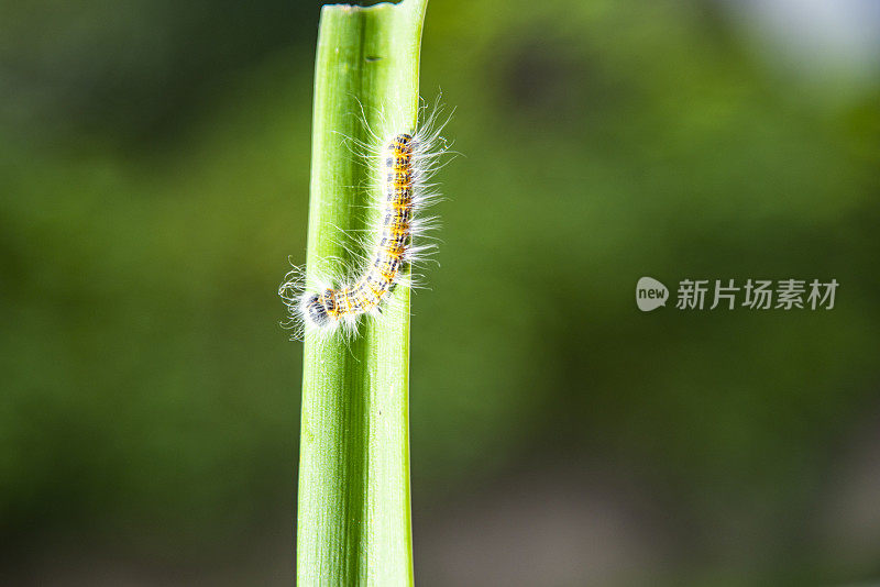 黑脉金斑蝶正在吞食一片大叶子