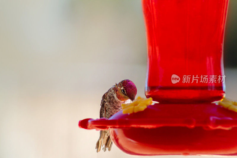 蜂鸟栖息在一个有复制空间的红色喂食器上