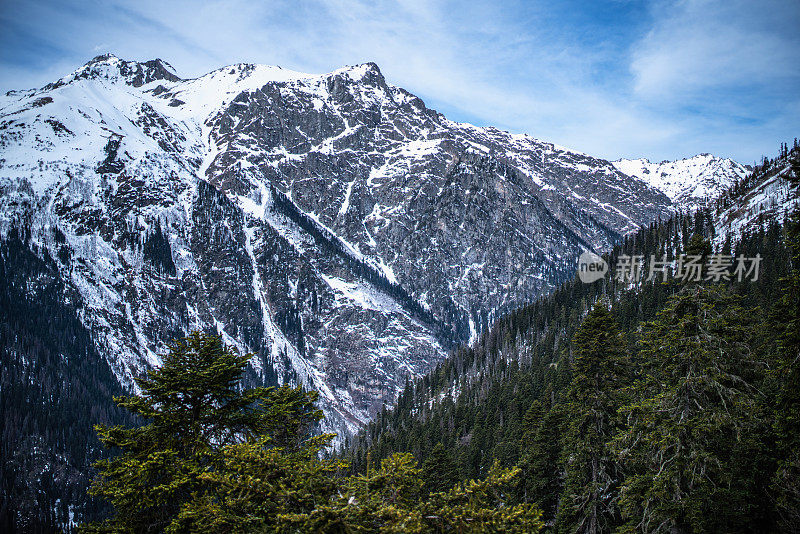 春天在山间，白雪皑皑的山林和松林