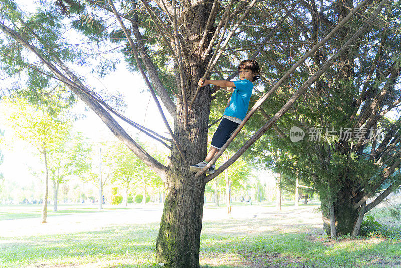 男孩爬树的肖像