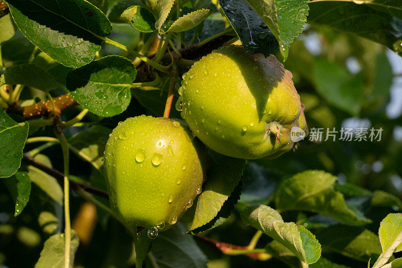 雨后树枝上挂着青苹果