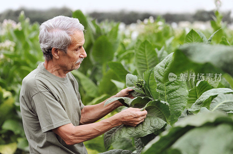 农民在农田里检查烟草植株