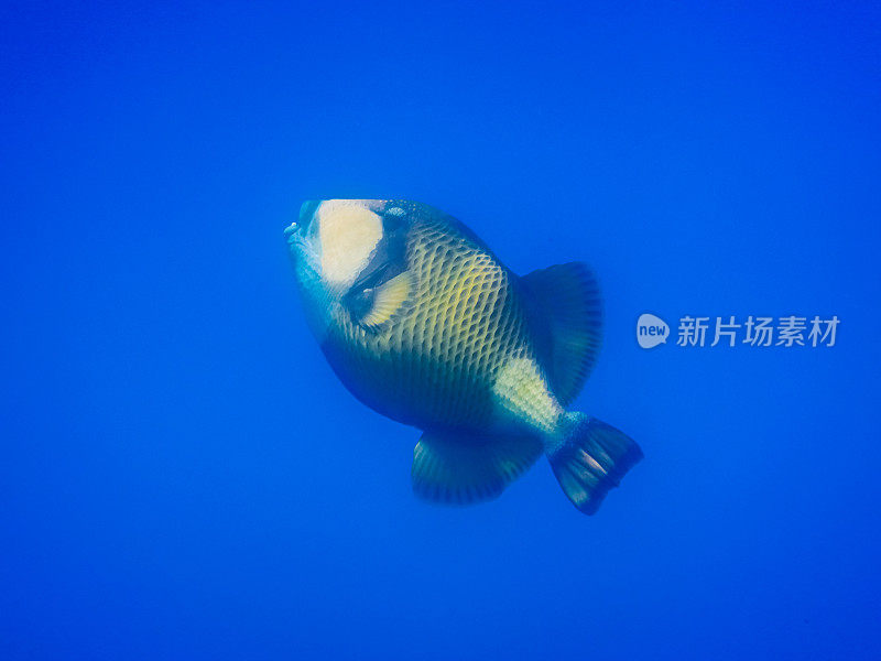 在埃及潜水时，深蓝色水中的绿箭鱼