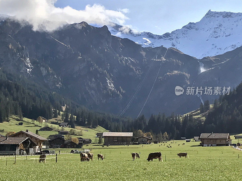 瑞士-伯尔尼州-阿德尔博登村-牛