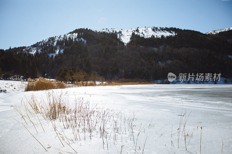 冬季景观，白雪覆盖的树木和阳光