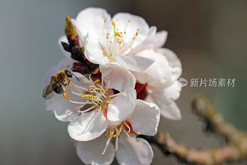 早采蜂，野蜂在春天盛开的花园为杏树授粉。野蜂在杏树花中采集花蜜、花粉和蜂蜜。