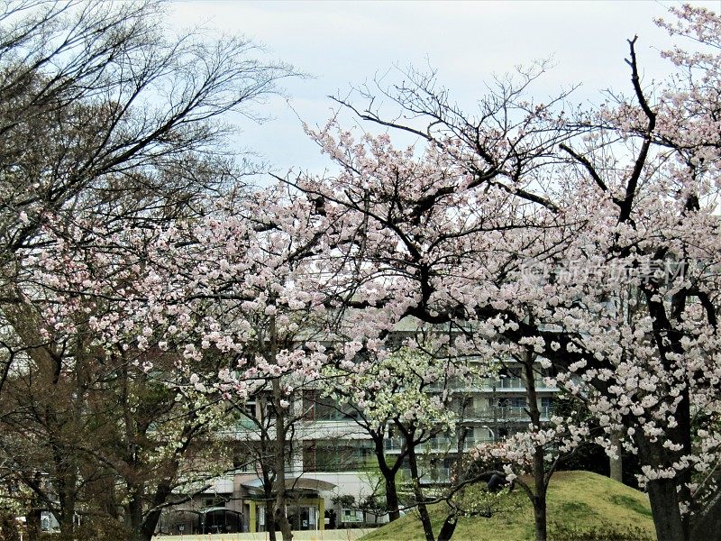 日本。3月底。城市里的春天。樱花。