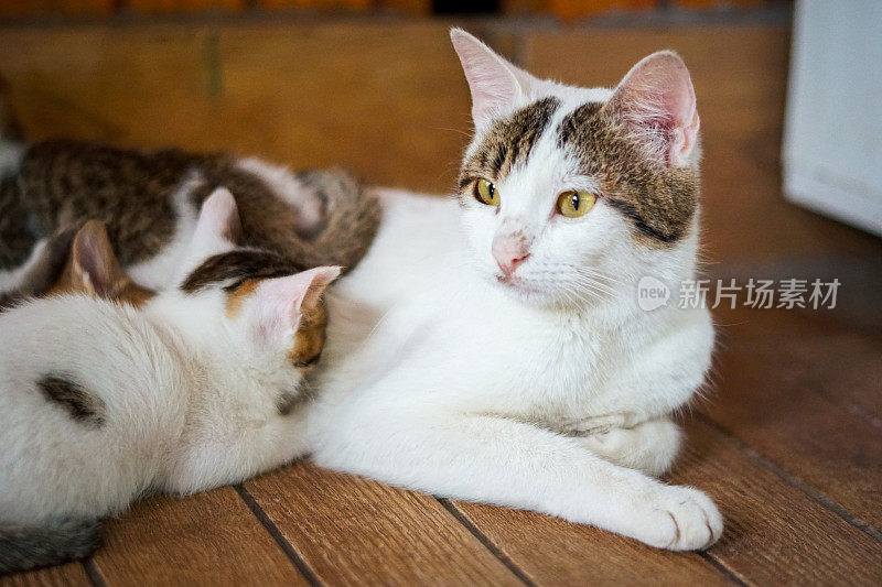 小猫的喂食时间