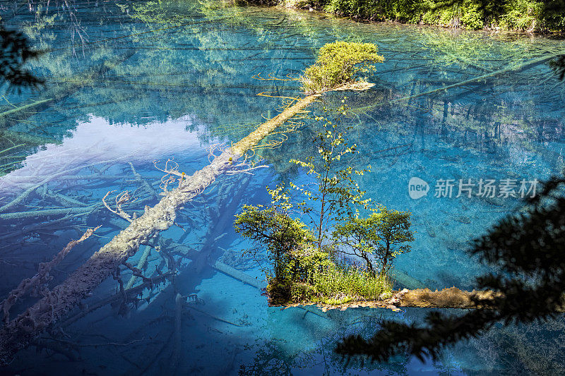 九寨沟清澈的湖水和钙化的老树