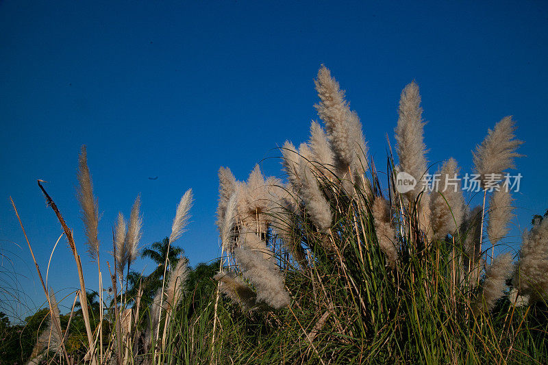 潘帕草本植物