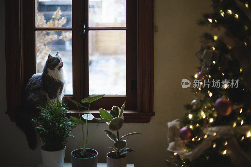 一只猫和一棵圣诞树