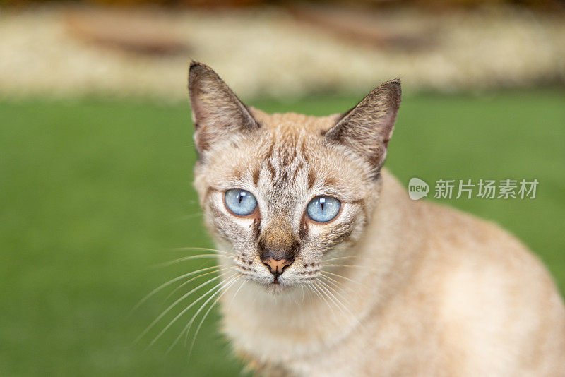 泰国美丽的蓝眼睛猫的肖像