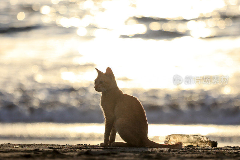 在亚齐日落时，猫在沙滩上放松的后视图