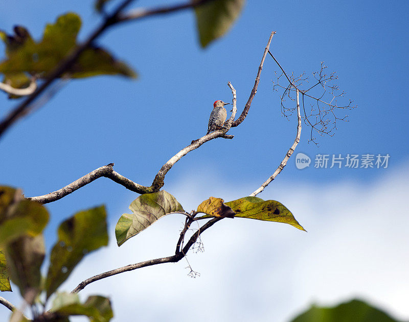 哥斯达黎加，圣胡安娜保护区，树枝上的红顶啄木鸟