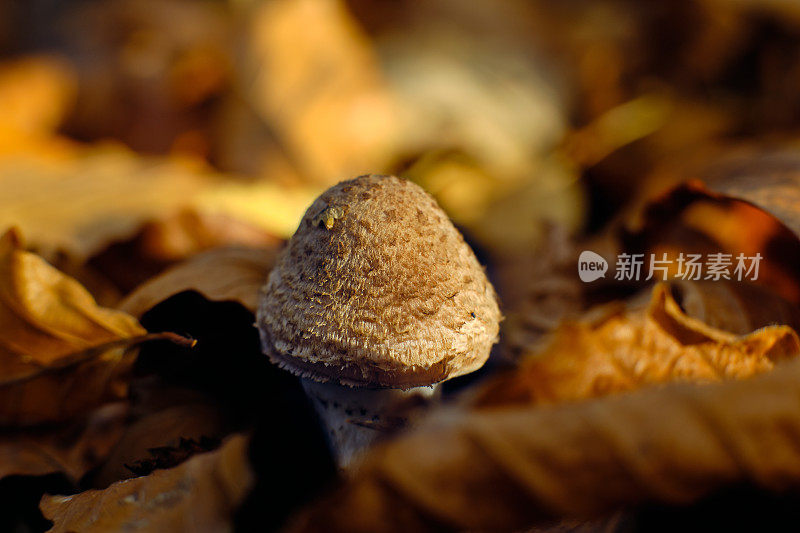 蜜环菌(蜜环菌)-从叶片层生长的野生蘑菇-自然突破概念