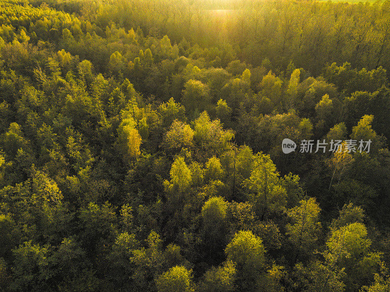 秋天的森林，从上面看五颜六色的树叶