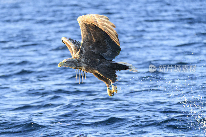 白尾鹰或海鹰在挪威北部的天空中狩猎