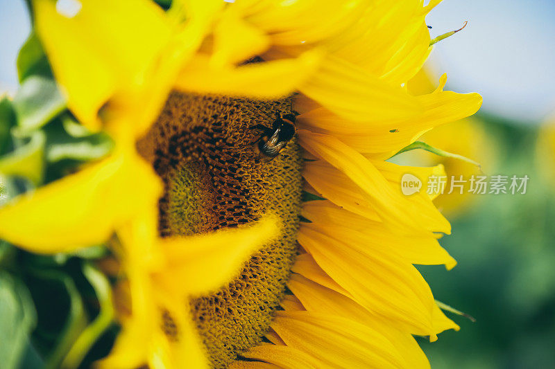 蜜蜂在向日葵上的特写