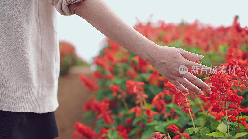 女人的手走在花田里，轻轻抚摸着花朵，红色的鼠尾草花