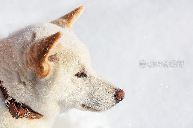 雪中的柴犬